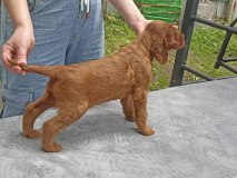 Unitywils Fergus Rapid Fire