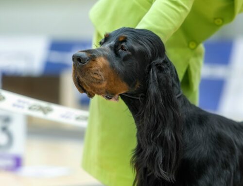 Выставка в Ульяновске.